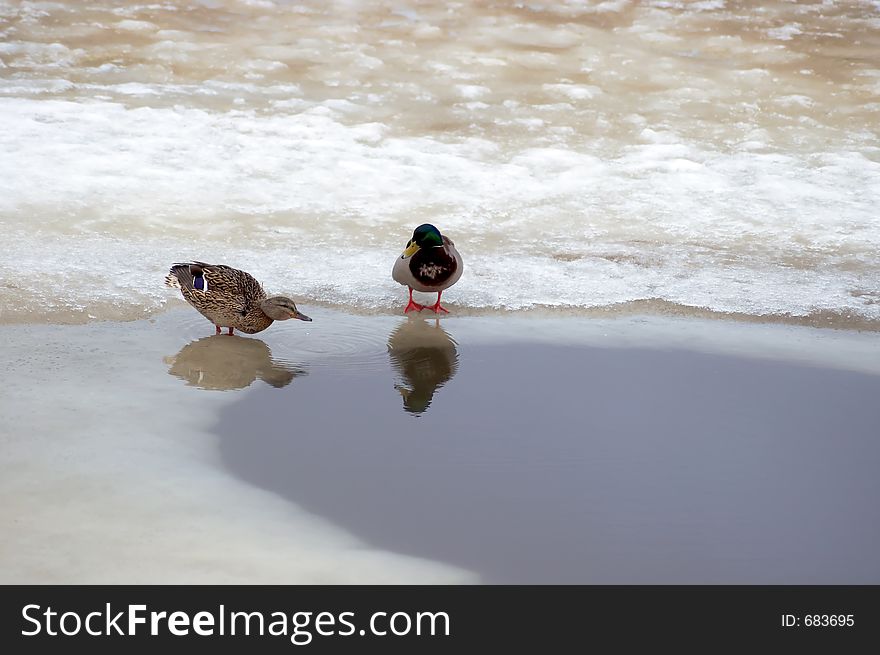 Ducks on ice