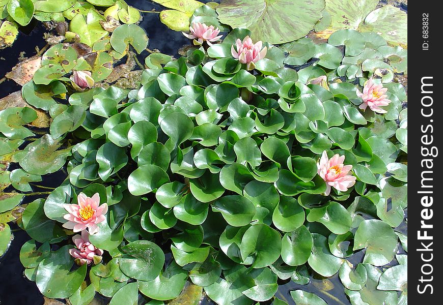 Water lily garden showing pink lily's in flower