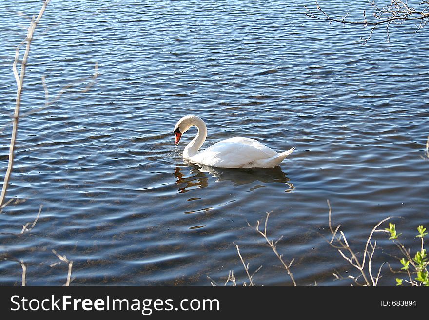 Swan on the lake