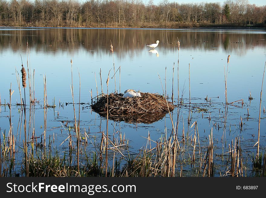 Sleeping swan in the nest. Sleeping swan in the nest