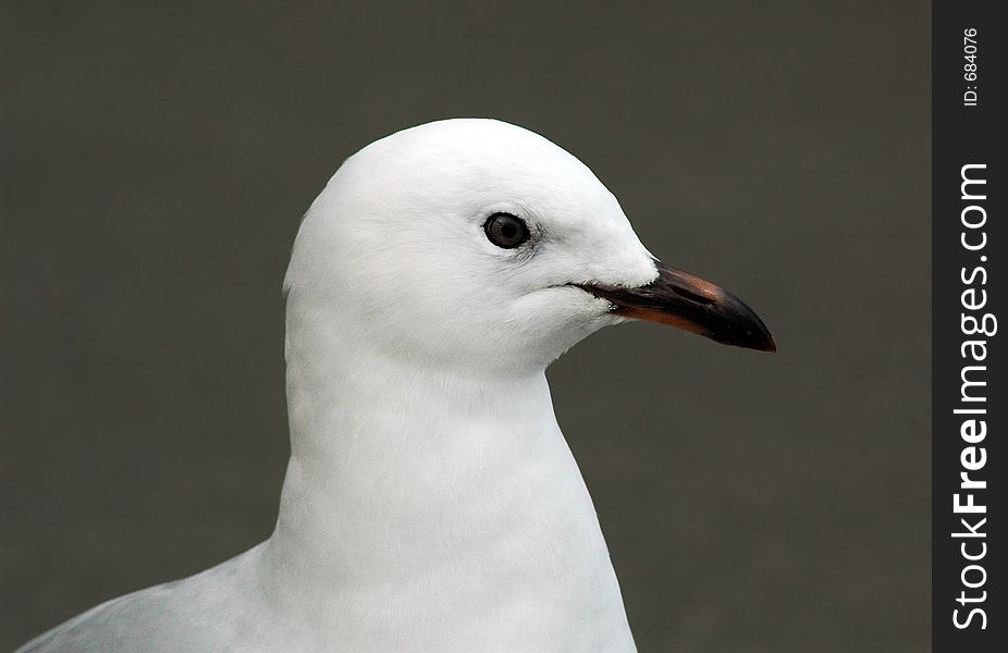 Close-up of a peaceful seagull