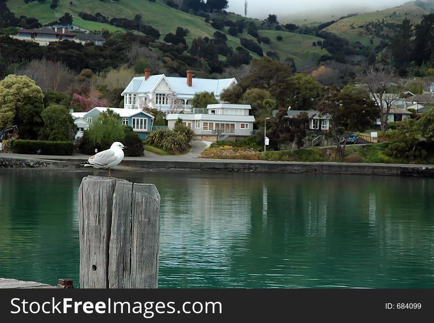 Peaceful Seagull.