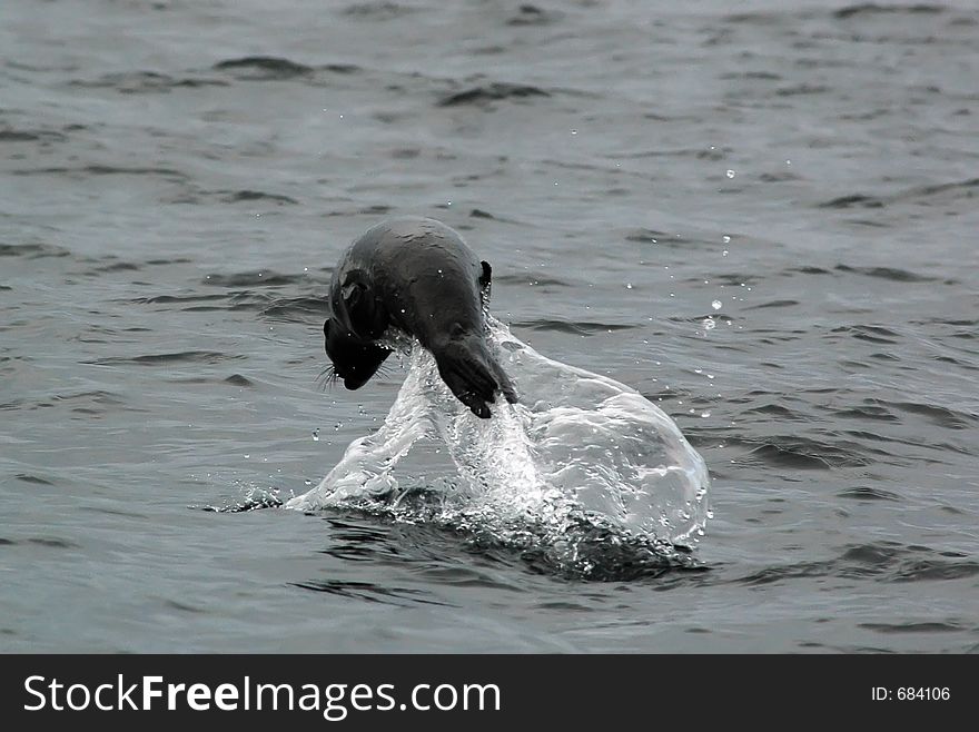 Seal jumping over the water. Lonely seal playing.