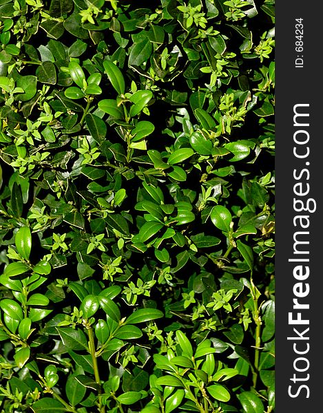 Green leaves abstract organic background. Green leaves abstract organic background