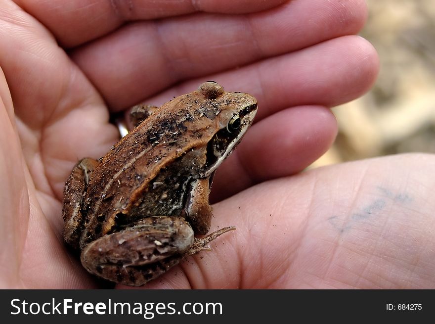 A red frog or toad held in someone's hands. A red frog or toad held in someone's hands