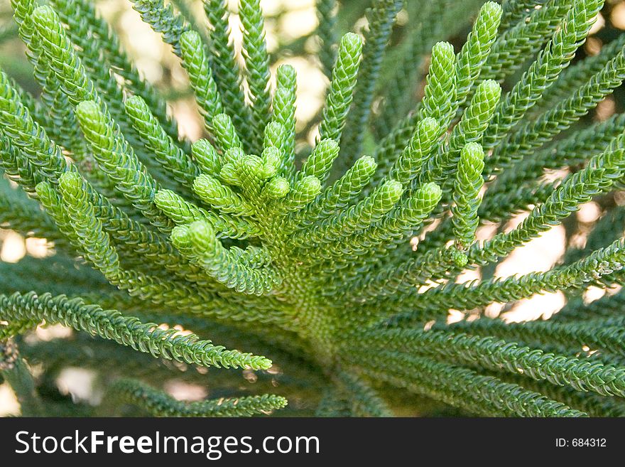 Detail of plant, coniferous tree - native australia. Detail of plant, coniferous tree - native australia.