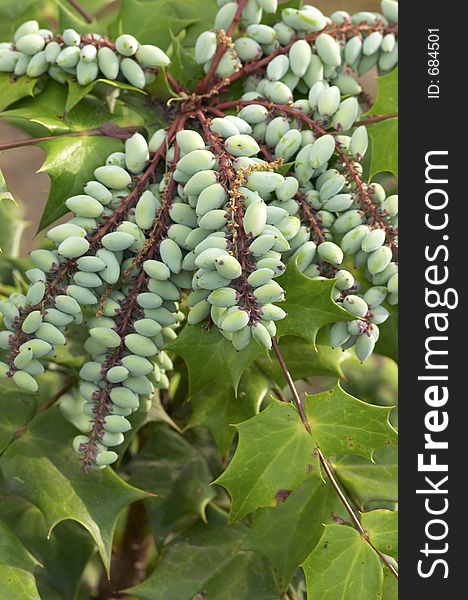 Green plant with green seeds