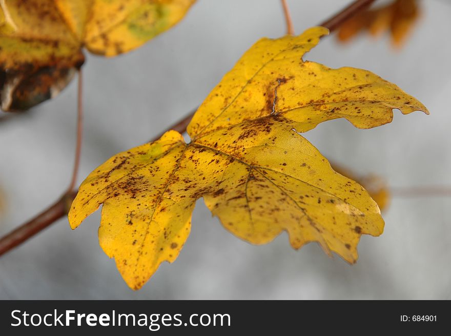 Leaf and branch in autumn. Leaf and branch in autumn