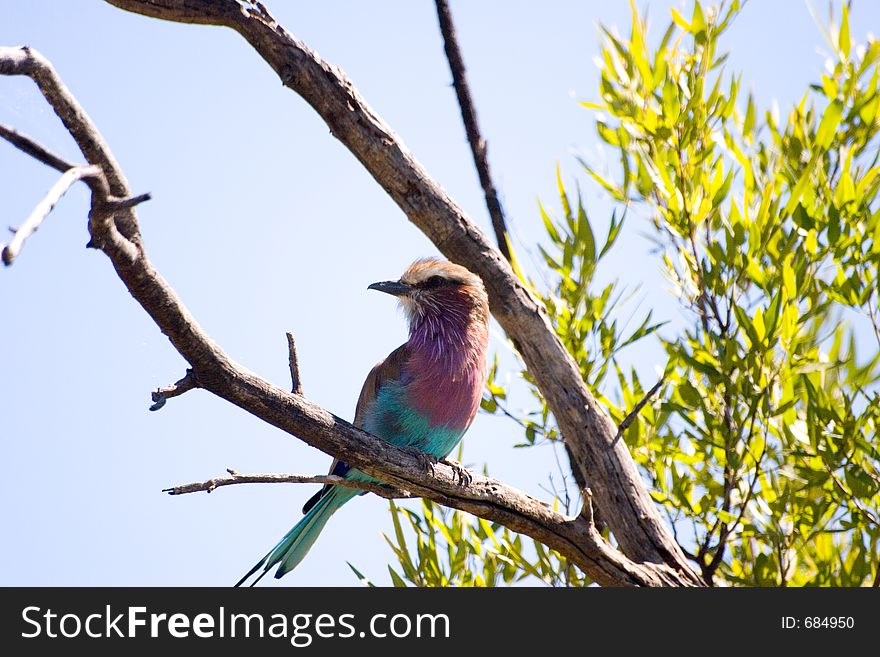 Colorfull bird. Colorfull bird