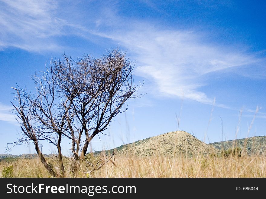 Landscape with dry grass and dead tree. Landscape with dry grass and dead tree