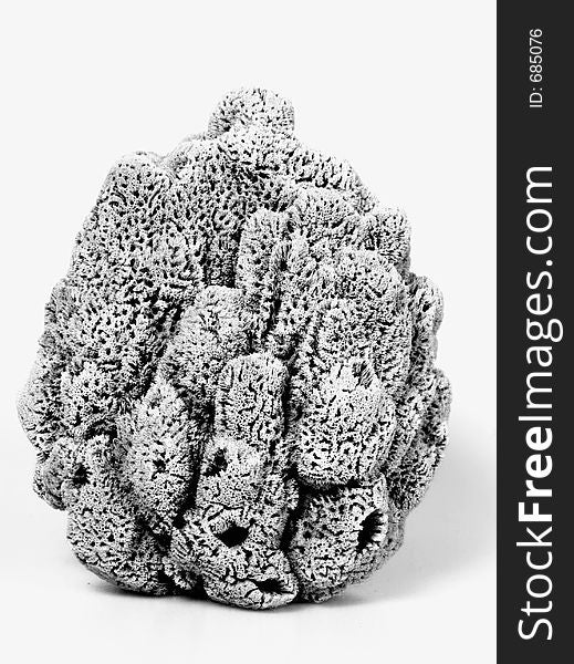 Natural sponge, b&w shot