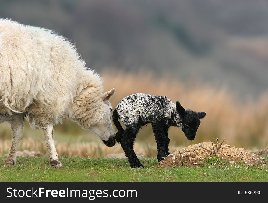 New born black and white lamb and a mother sheep standing together in a field in spring. New born black and white lamb and a mother sheep standing together in a field in spring.