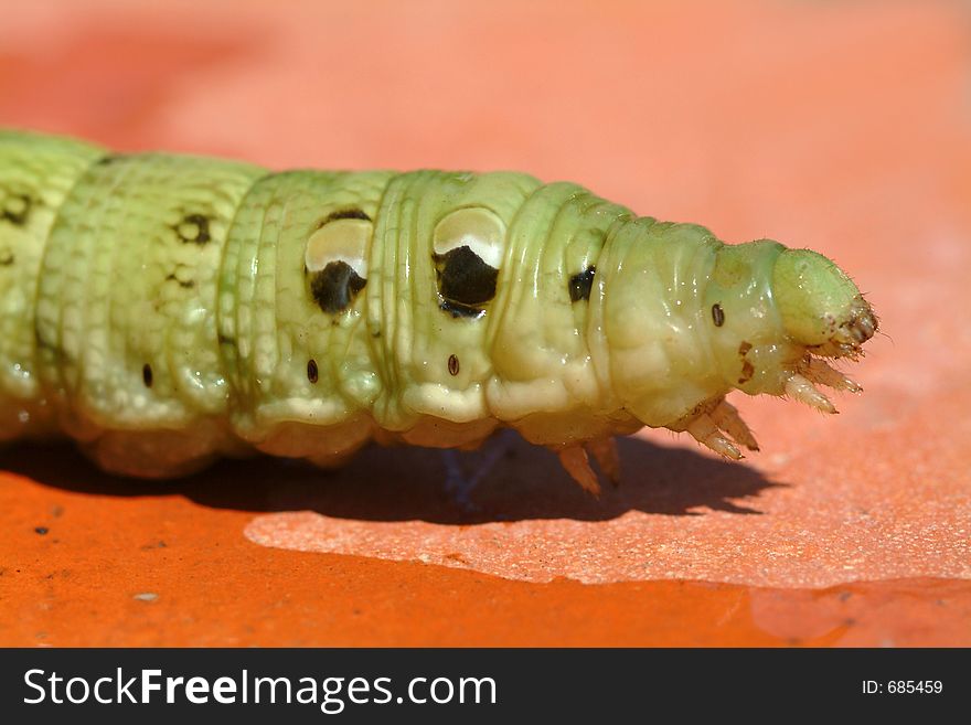 Green Worm face