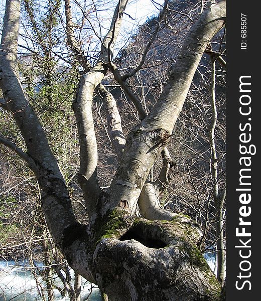 Beash tree on river banc in Crimea. Beash tree on river banc in Crimea