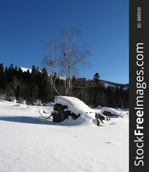 Birch in stone on mountains Caucasus