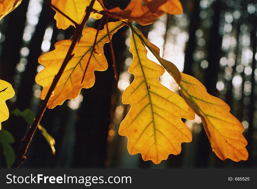 Leaves of oak-tree