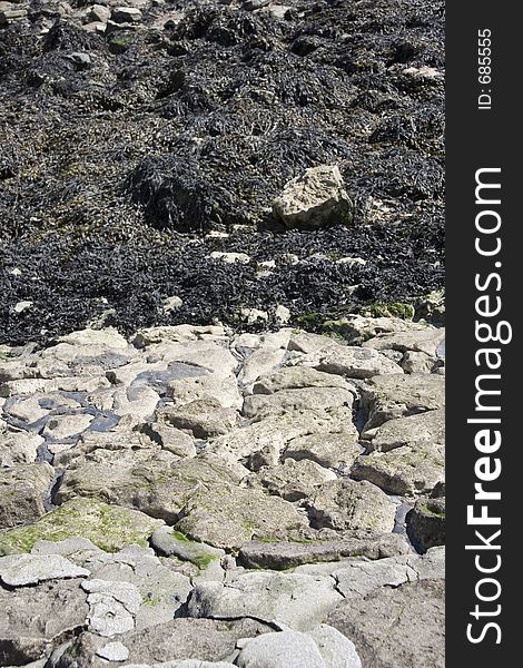 Black seaweed next to a wall of mixed rock and concrete. Black seaweed next to a wall of mixed rock and concrete.