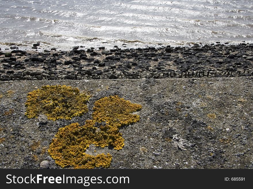 Yellow fungus on wall near the sea shore. Yellow fungus on wall near the sea shore.