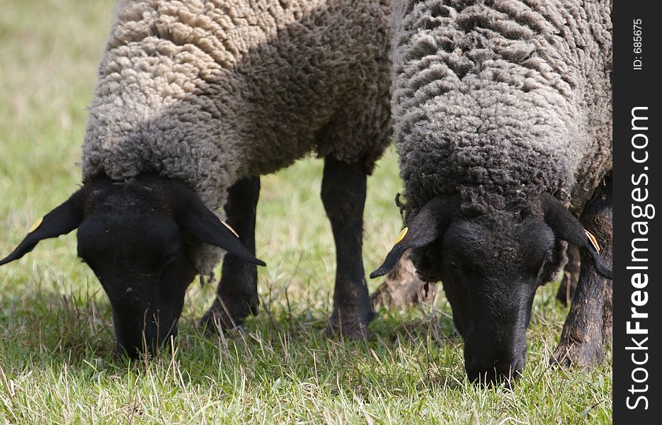 Two Sheep or Lamb Grazing in a Field