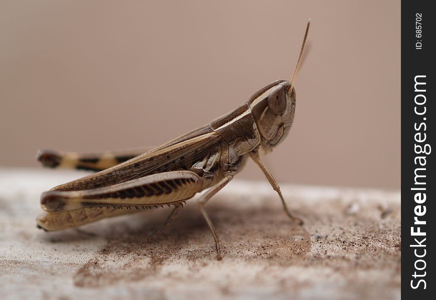 Grasshopper (Australian) sitting on a window ledge. Macro/Close up shot.