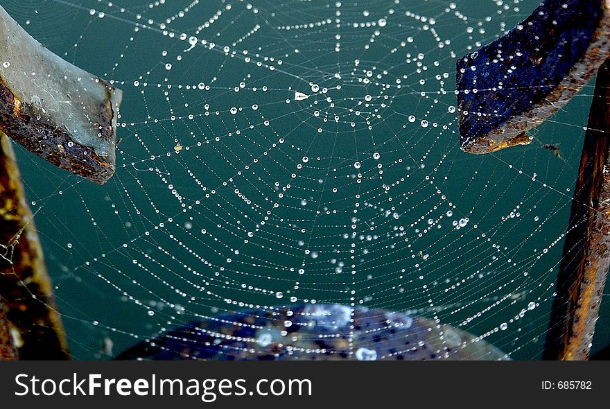 Dewy Web Trap