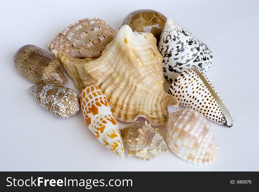A group of shells, isolated in white background. A group of shells, isolated in white background