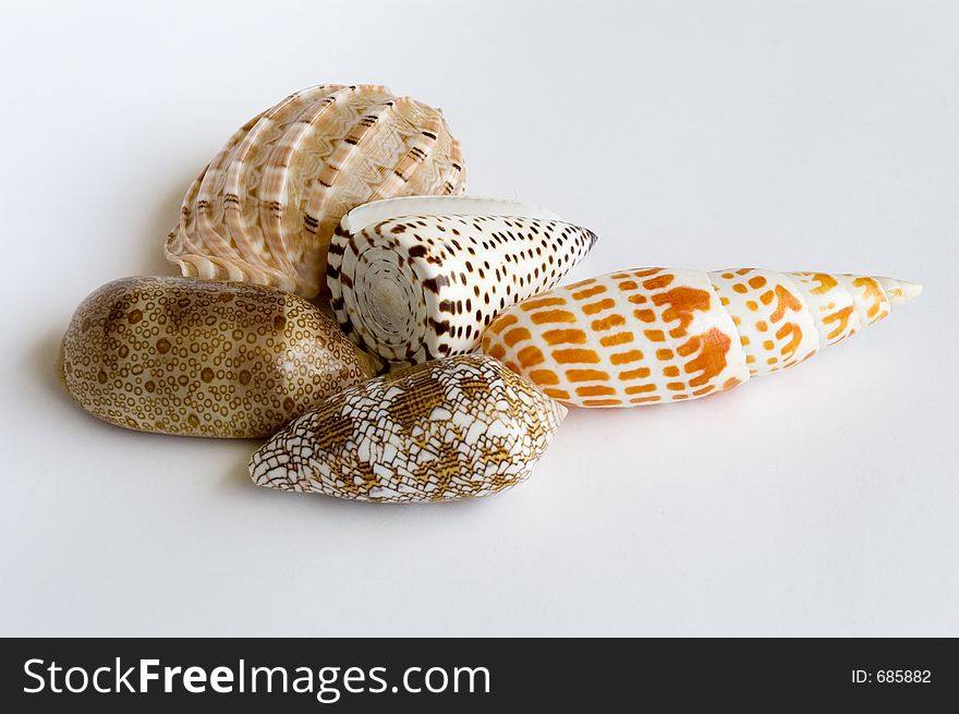 A group of shells, isolated in white background. A group of shells, isolated in white background