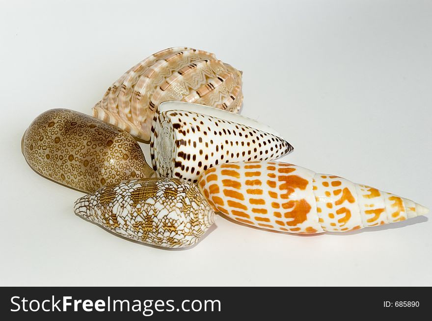 A group of shells, isolated in white background. A group of shells, isolated in white background