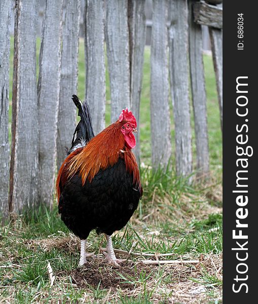 Rooster behind a wooden fence