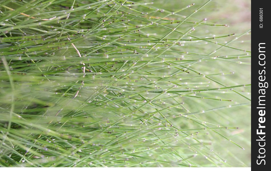Close Up of Bamboo like grass. Close Up of Bamboo like grass