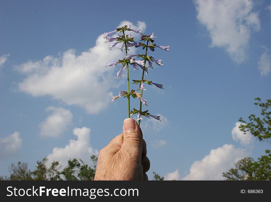 Hand holding wild flowers against sky.