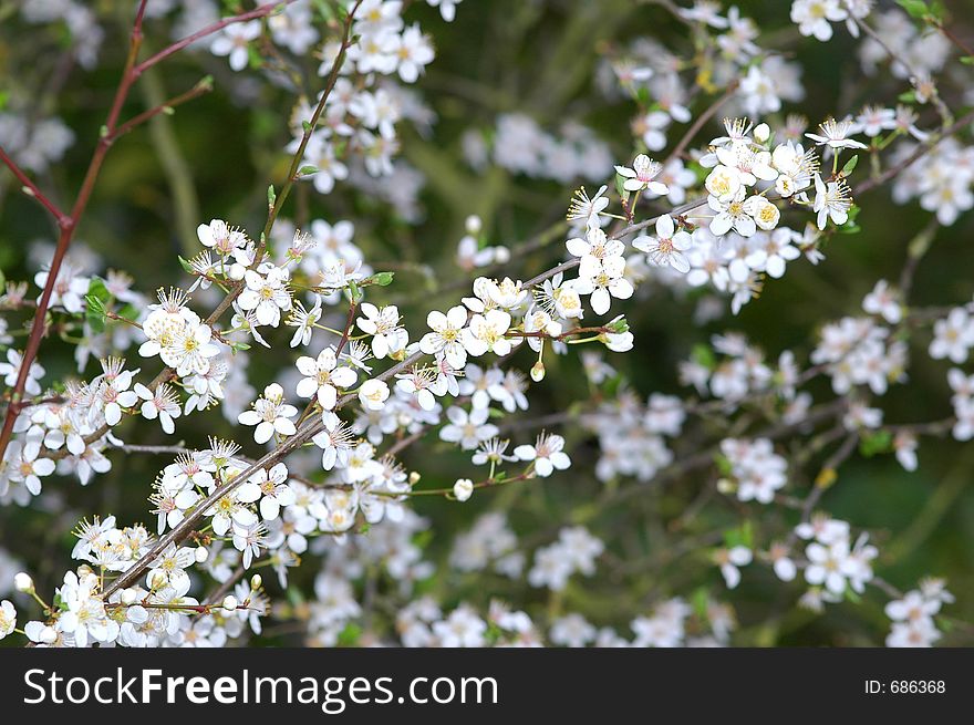 Spring Blossom