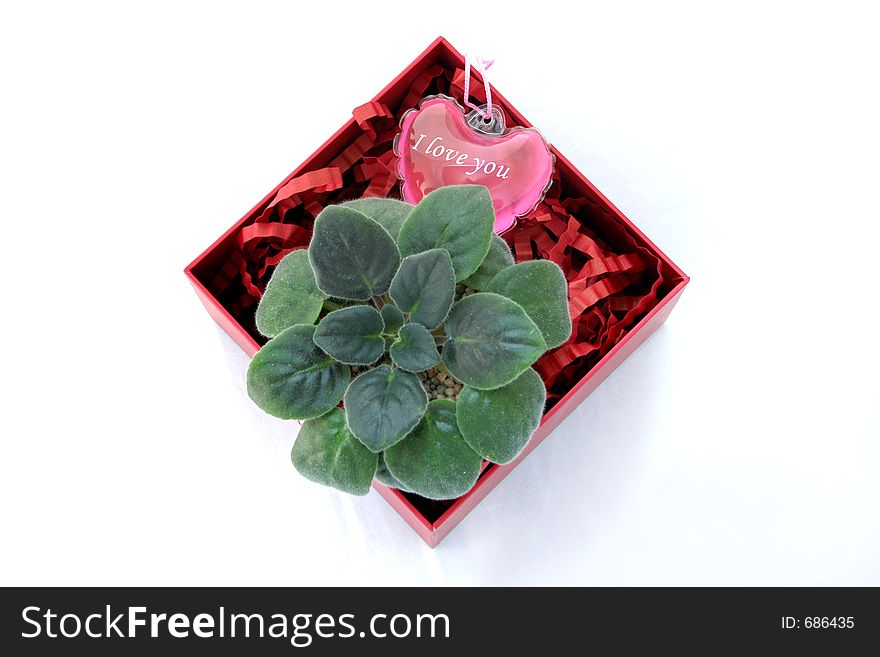 Potted baby plant in a gift box. Potted baby plant in a gift box.