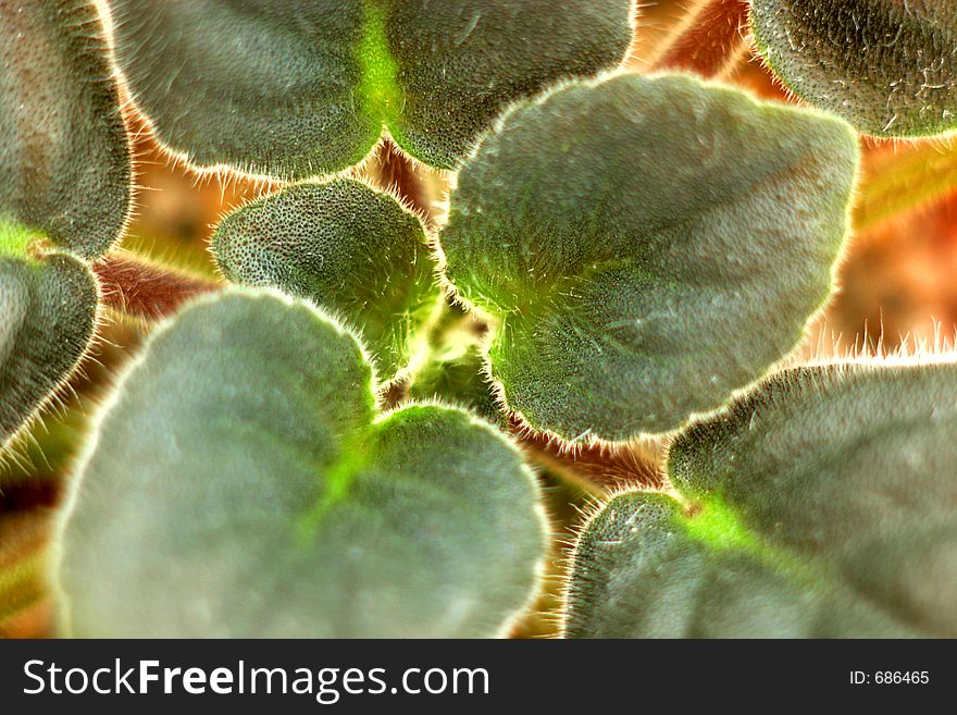 Close up of leaves. Close up of leaves.