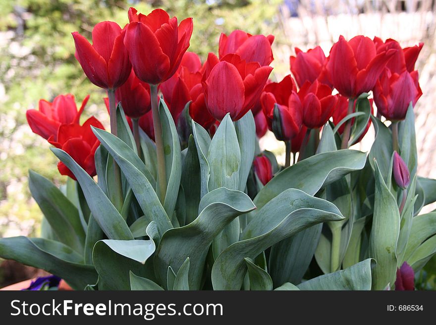 Red tulips planted in a box
