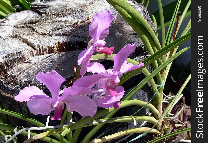 Purple orchidea garden