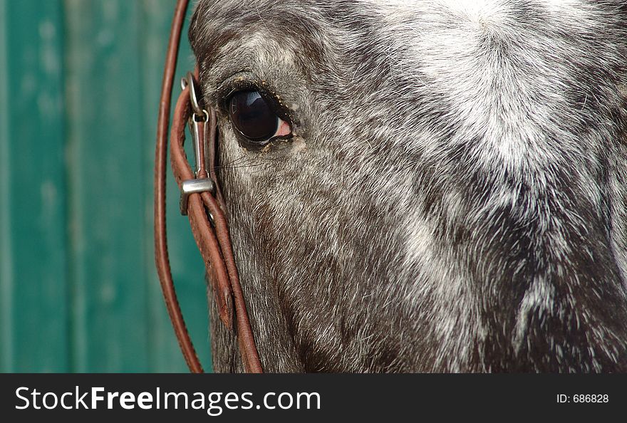 Close frontal viw of a horses face. Close frontal viw of a horses face