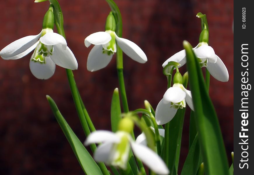 White snowdrops on red