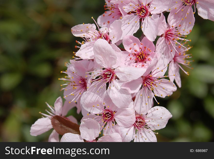 Pink blossoms in the spring