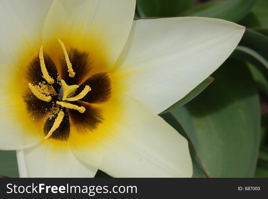 Blooming white tulip background