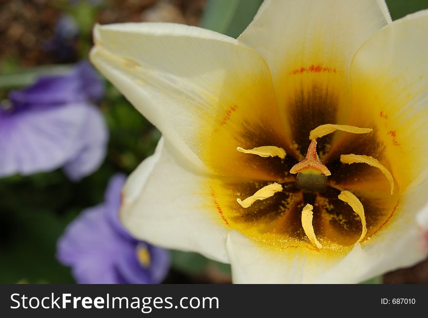 White tulip in bloom