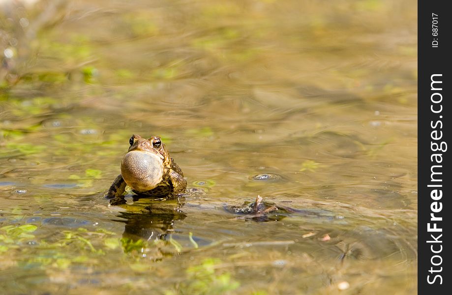 A frog calling. A frog calling