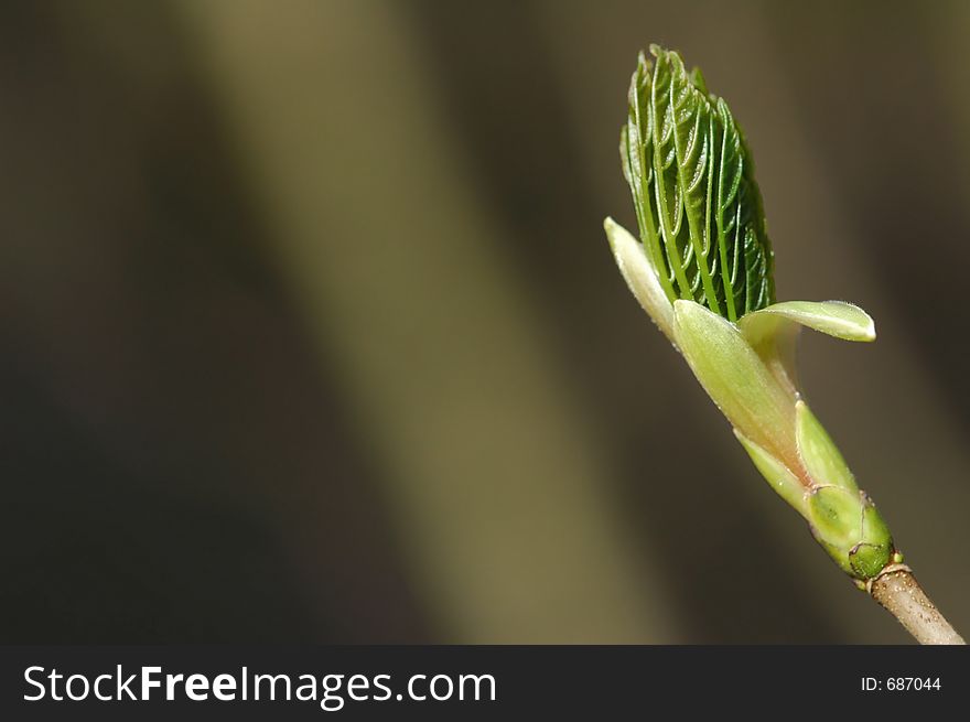 Fresh Spring Shoots