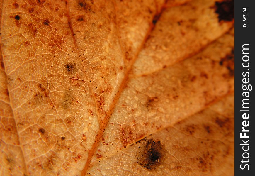 Close-up of a rusty leaf