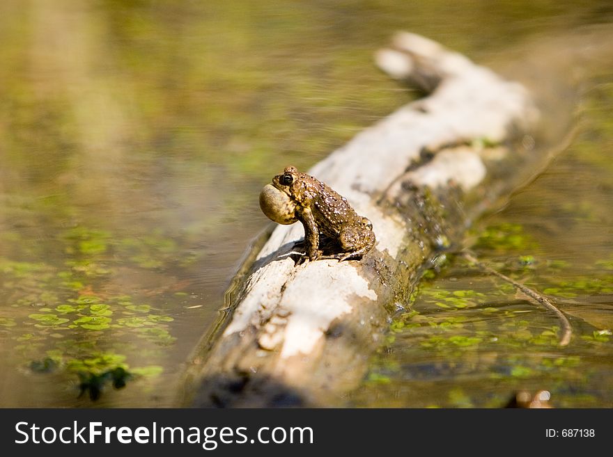 A frog calling from a log. A frog calling from a log