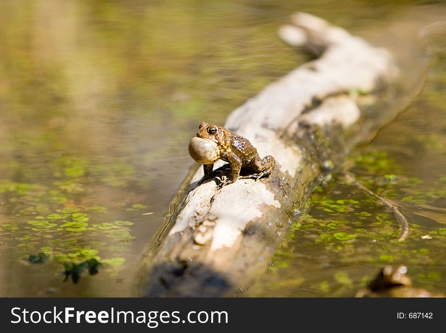 A frog on a log. A frog on a log