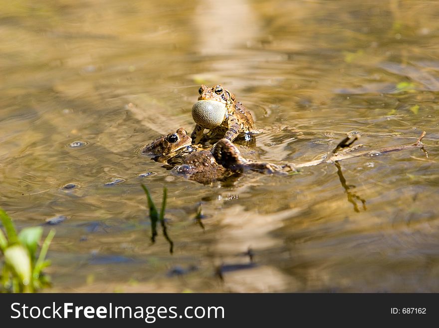 A group of mating frogs
