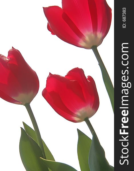 Three red tulips, isolated. Three red tulips, isolated