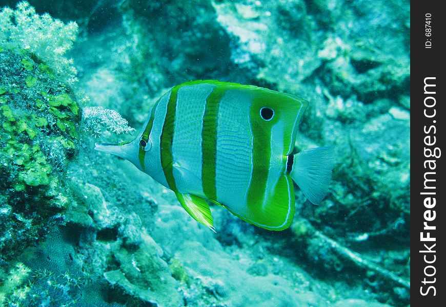 Yellow and white striped angelfish, Black spot, detailed scales, background rocks and corals