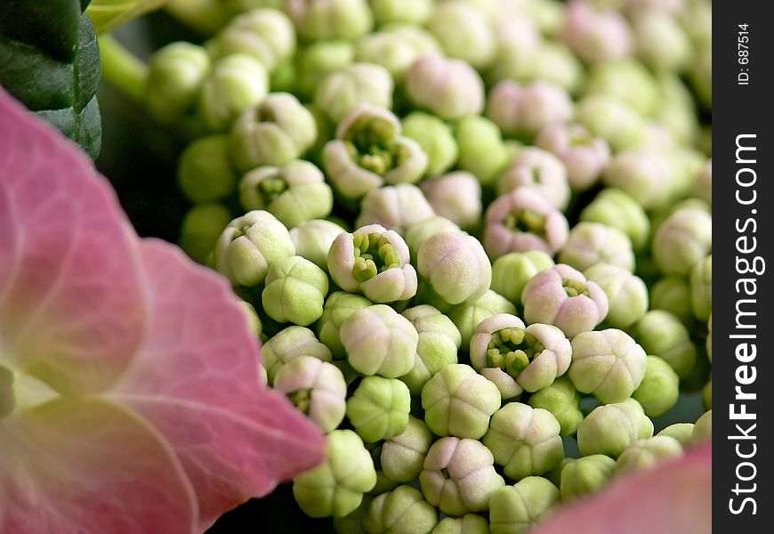 Hydrangea Buds